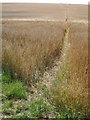 Downland, near to Bere Down Farm, Dorset