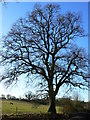 SU2260 : Tree on farm track near Marr Green, Wiltshire by Brian Robert Marshall