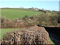 Medland Brook valley