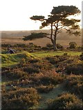 SU2309 : Photogenic pine at Bratley View, New Forest by Jim Champion