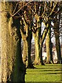 Trees lining Kellaway Avenue