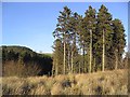 Pine trees and scrub