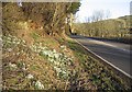 Snowdrops by the A7 at Branxholme