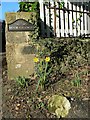 Very early daffodils, Scotland, Yorkshire