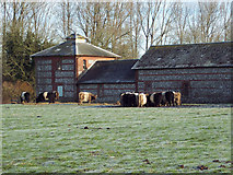 SU0725 : Belted Galloways at Faulston Farm by Maigheach-gheal