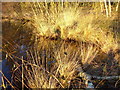 Tussocky Grass, Shortheath Pond