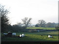 SH5464 : Sheep near Cae Malwen by Eric Jones