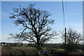 Broadwoodkelly: flock of starlings in a tree