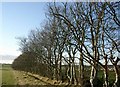 Winter trees at Whitehill