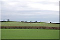 Sheep grazing near Shapwick