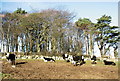 SH5565 : Cattle on path near Pen Dinas by Eric Jones