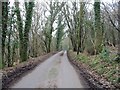 Passing through Lodge Wood