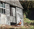 Cock pheasant at Nantperchellan