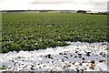 Cultercullen Farmland