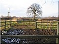 Paddocks near The Smithy, Hoofield