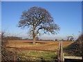 A Tree in a Cheshire Field