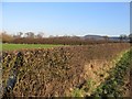 Hedge and Field on Burwardsley Road