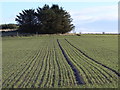 Winter sown barley