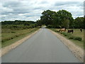 Forest Road, Burley Moor