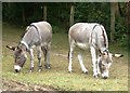 Grazing Donkeys at Burley