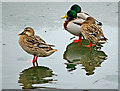 TA0323 : Ducks, Waters' Edge Park by David Wright
