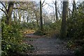 Woodland Footpath