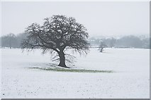 SO7740 : North Field in the February Snow by Bob Embleton