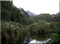 Confluence bordered with Himalayan balsam. Cnicht in the distance