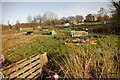 Moor Green Allotments