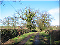 Mature oaks by Llethr Mill