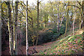 Woodland on north west end of Rednal Hill