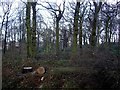 Copse at end of Ormskirk Road, Knowsley Village