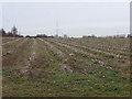 Maize stubble