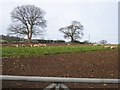 Sheep Grazing near Ffrith