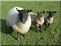 SP7532 : Ewe and lambs, Maywynn Farm by Andrew Smith