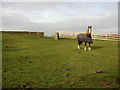 Trig. Station at Haigh Cross, Lindley cum Quarmby