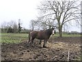 Horses at Doss Tree