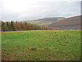 Field next to the forest