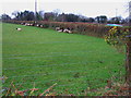 Sheep sheltering