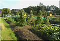 Erddig Road Allotment, Plot 10