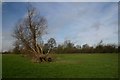 Meadow at Wetherden