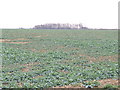 Rape field and wood