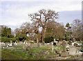 Oak Tree looking over Grave Stones.