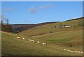 Sheep, Glenuig