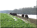 Cows on Shepherd