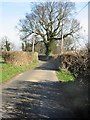 Tree on Hogg Lane