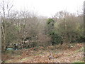 Overgrown ruins at the bottom of California Terrace.