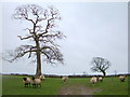 Fields of Sheep and Trees