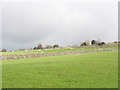 Improved pasture at Felin Farm