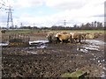 Muddy cows north of Manor House Farm, Nursling